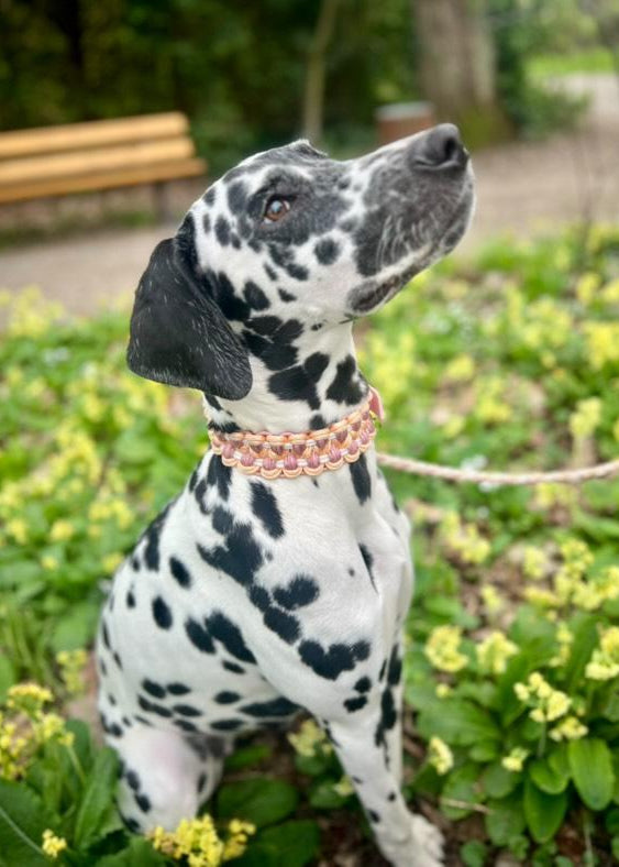 Paracord-Halsband "Benny"