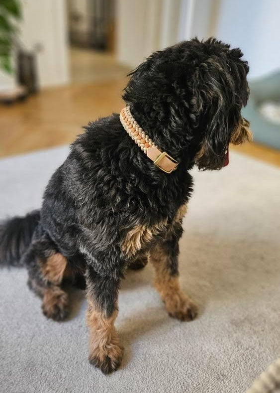 Talk To The Paw Paracord Hundehalsband Azteken-Design – Strapazierfähig Mit Messing-Schnalle Für Mittelgroße Bis Große Hunde
